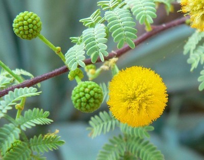 Acacia Arabica