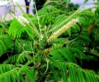 Acacia Catechu