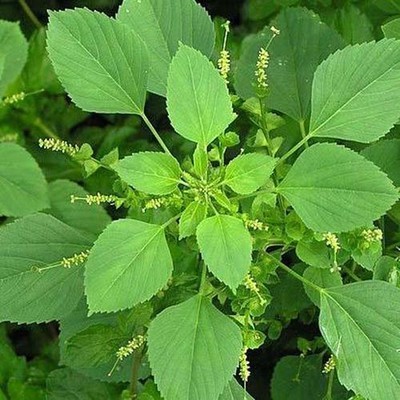Acalypha indica