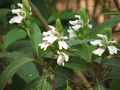 Adhatoda Vasica