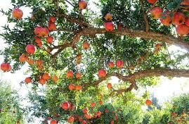 Punica Granatum