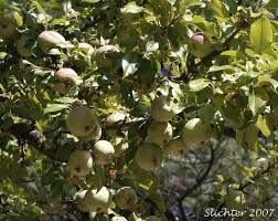 Pyrus Malus