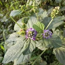 Psoralia Corylifolia