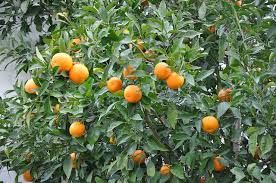 Citrus Aurantium