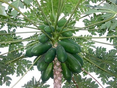 Carica Papaya