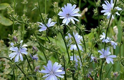 Cichorium Intybus