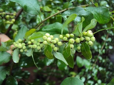 Commiphora Wightii
