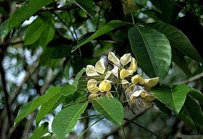 Crataeva Nurvala