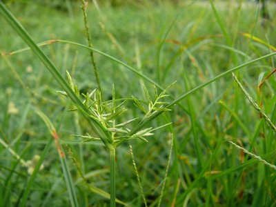 Cyperus Rotundus