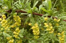 Berberis Aristata