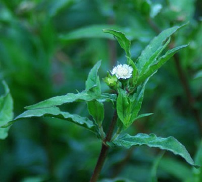 Eclipta Alba