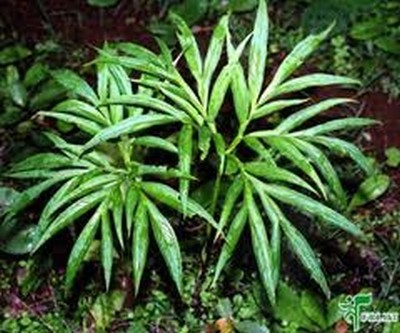 Enicostemma Littorale