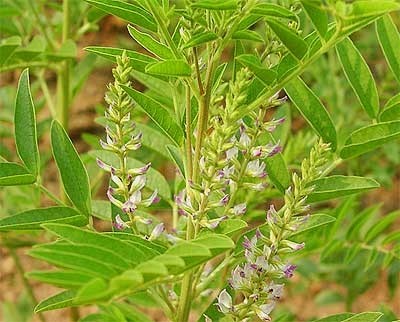 Glycyrrhiza Glabra