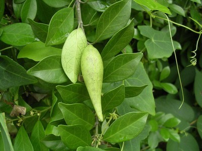 Gymnema Sylvestre