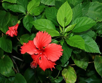 Hibiscus Rosa Sinensis