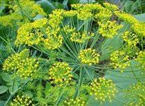 Anethum Sowa