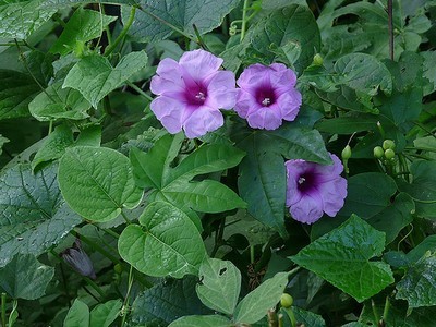 Ipomoea Digitata