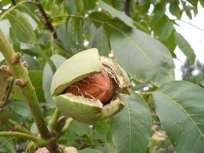 Juglans Regia