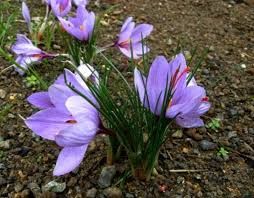 Crocus Sativus