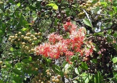 Lawsonia Inermis