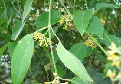 Leptadenia Reticulata