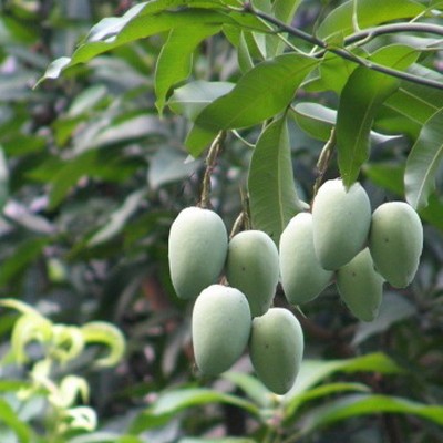 Mangifera Indica