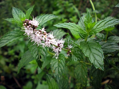 Mentha Spicata