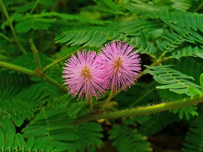 Mimosa Pudica