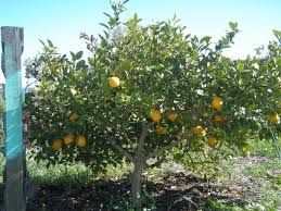 Citrus Limon