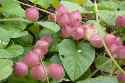 Operculina Turpethum