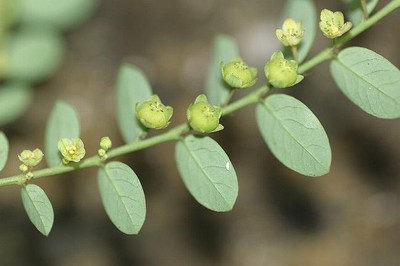 Phyllanthus Amarus