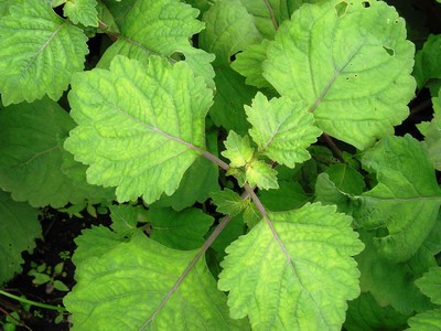 Pogostomen Patchouli