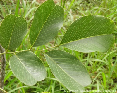 Pterocarpus Marsupium