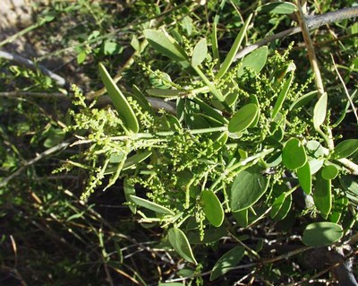 Salvadora Persica
