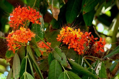 Saraca Asoca
