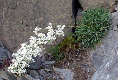 Saxifraga Lingulata