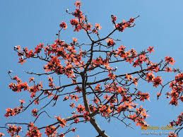 Bombax Malabaricum