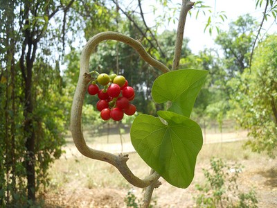 Tinospora Cordifolia