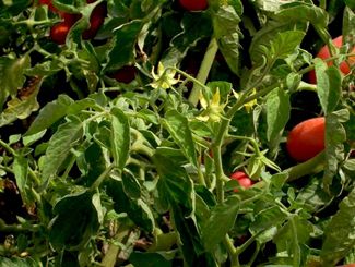 Solanum Lycopersicum