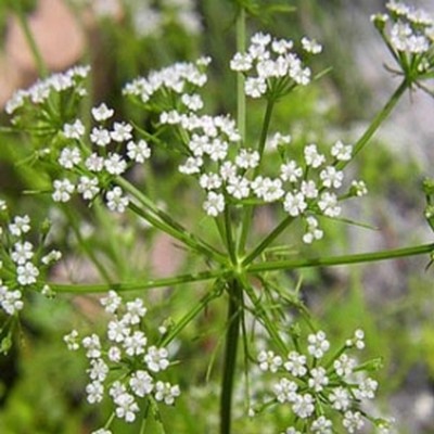 Trachyspermum Ammi