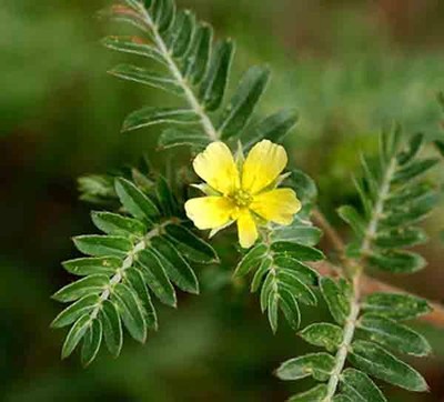 Tribulus Terrestris