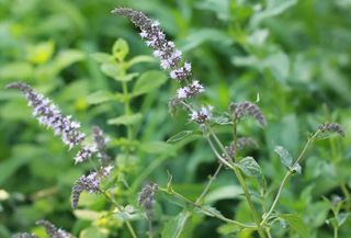 Mentha Piperata&nbsp;