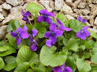 Viola Odorata