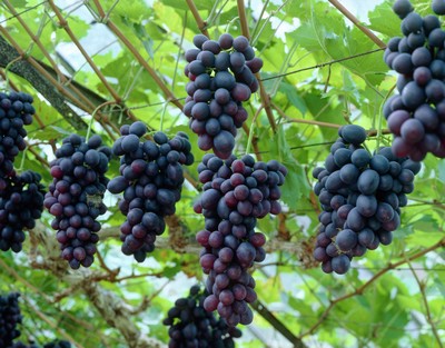 Vitis Vinifera