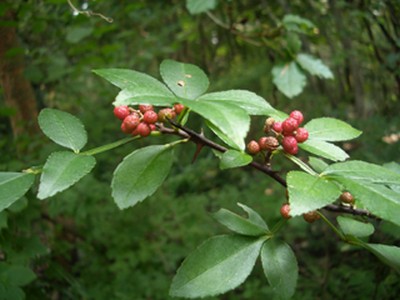 Zanthoxylum Alatum